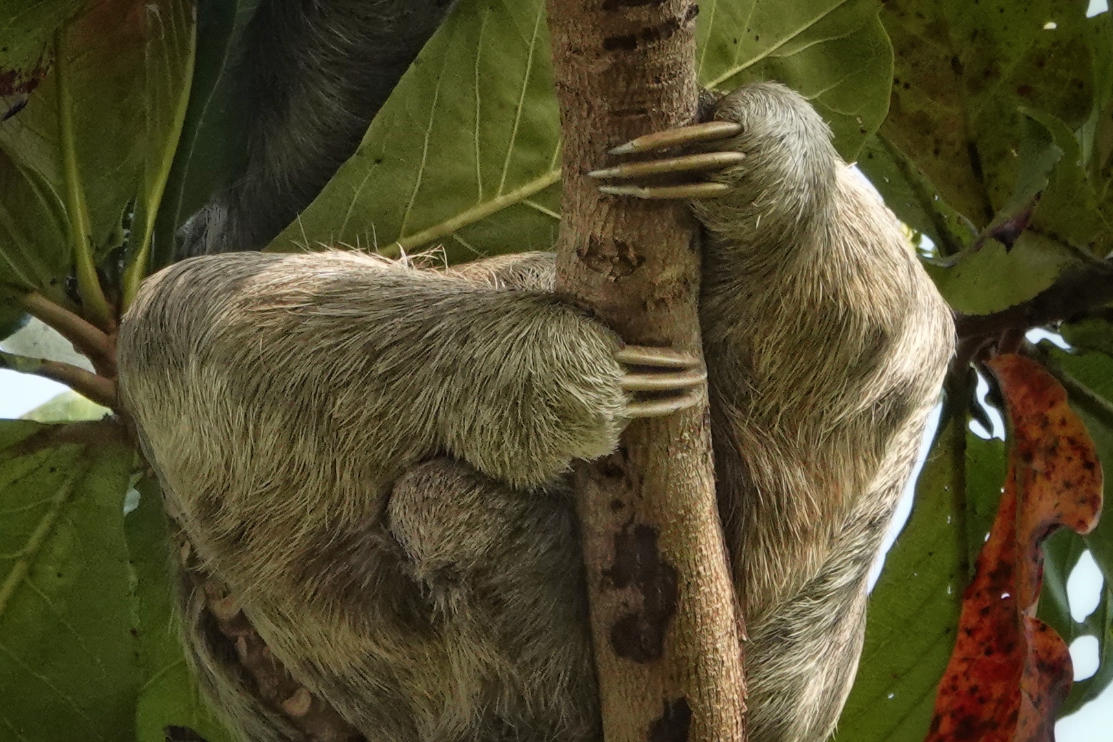 Paresseux dans un arbre
